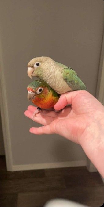 Green Cheek Conure (young)