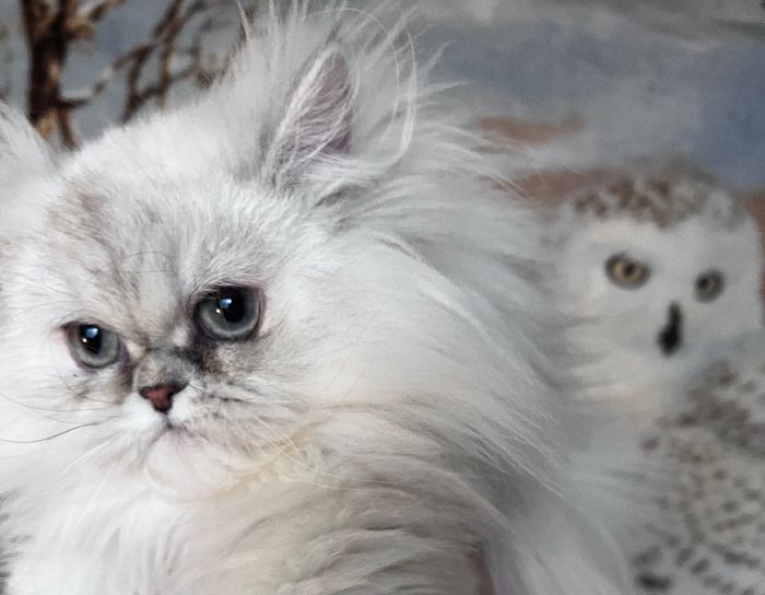 Persian kitten, registered, health tested 