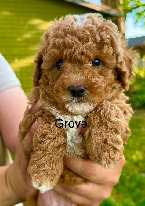 AKC Miniature Red Poodle puppy