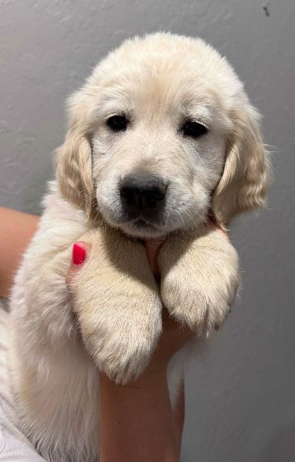 AKC English Cream Golden Retrievers
