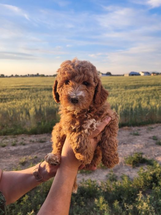 Mini Poodles