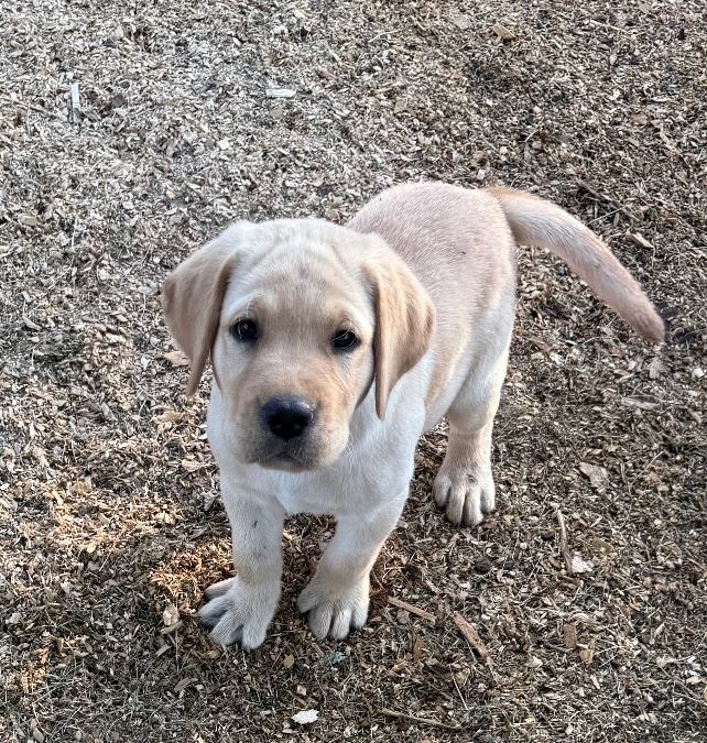 English Lab Puppies