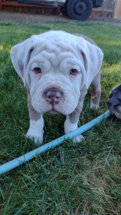 Olde English bulldogs 