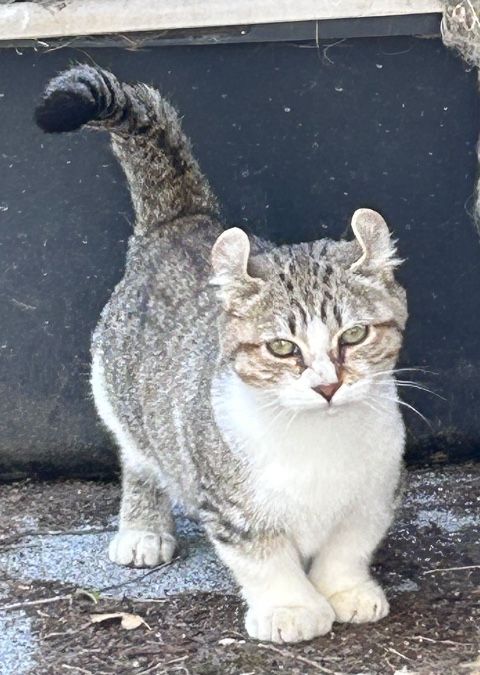 Highland Lynx munchkin kittens