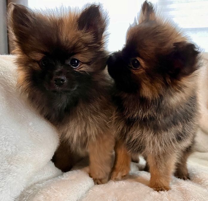 Pomeranian puppies!!!