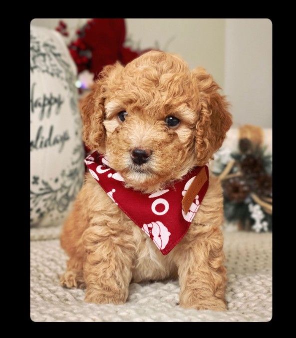 Mini Goldendoodle Puppies