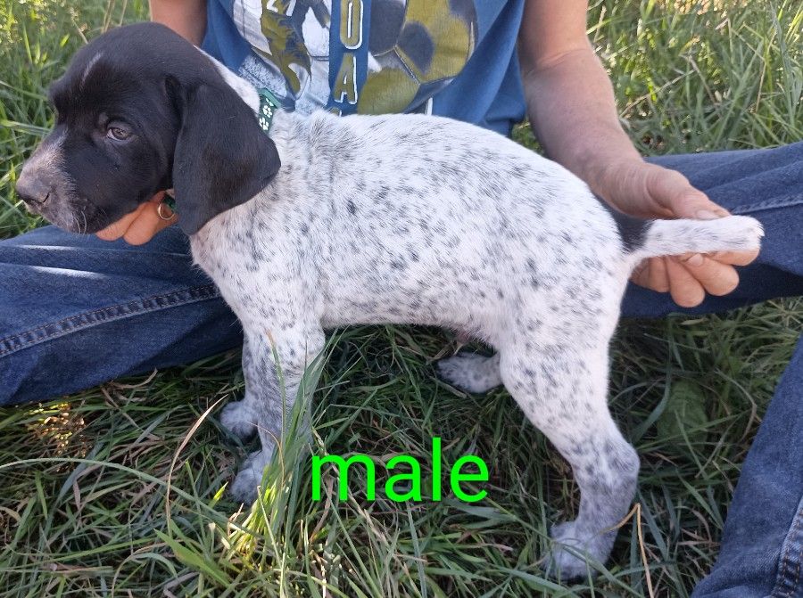 Male 