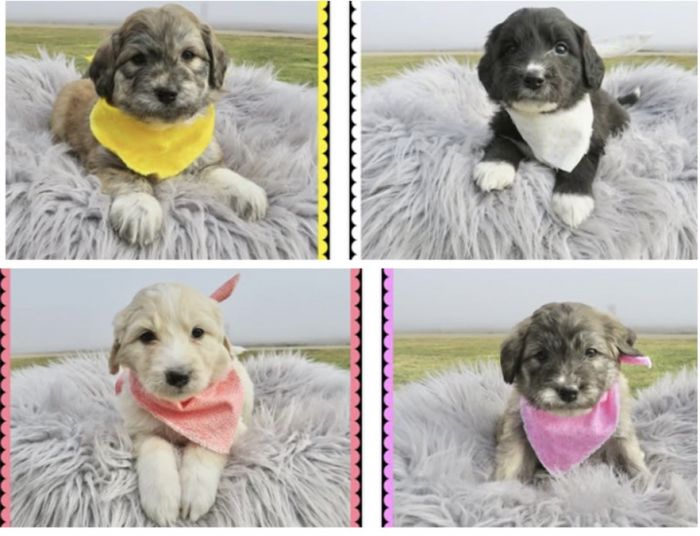 4 of 12 of his puppies with a Great Pyranese. 