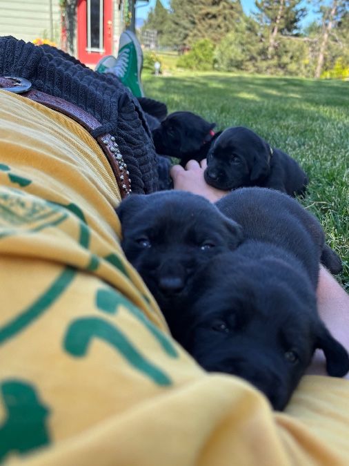 AKC Champion Hunting Black Lab Pups