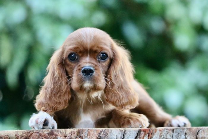 Female Cavalier King Charles Spaniel Puppy
