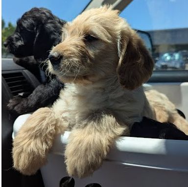 Labradoodle Puppies