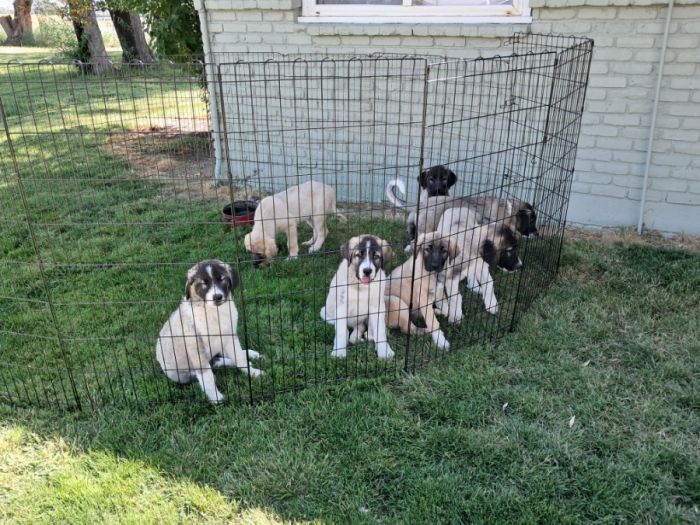 Livestock Guardian Puppies 