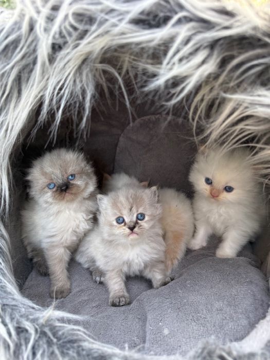 Persian kittens 