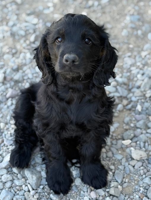 Cocker Springer Spaniel Doodles Puppies