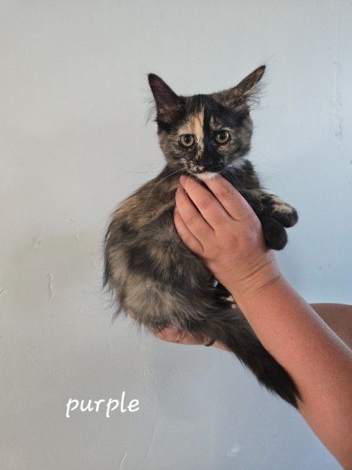 Maine Coon Kittens  FREE DELIVERY Tuesday 