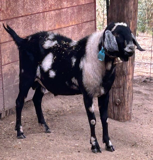 Nubian Buck (Polled)