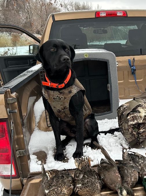 5 year old akc Lab male hunting/trial background