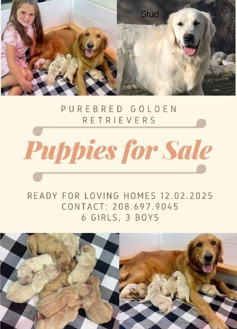 Purebred Golden Retriever Puppies