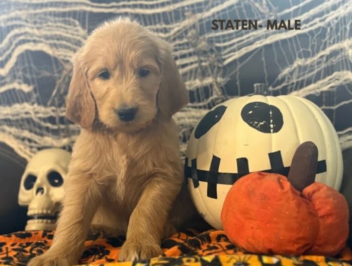 F1 Standard Goldendoodle Ready to go! 