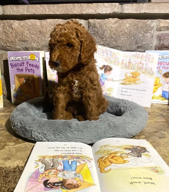Goldendoodle puppies 7 weeks old 