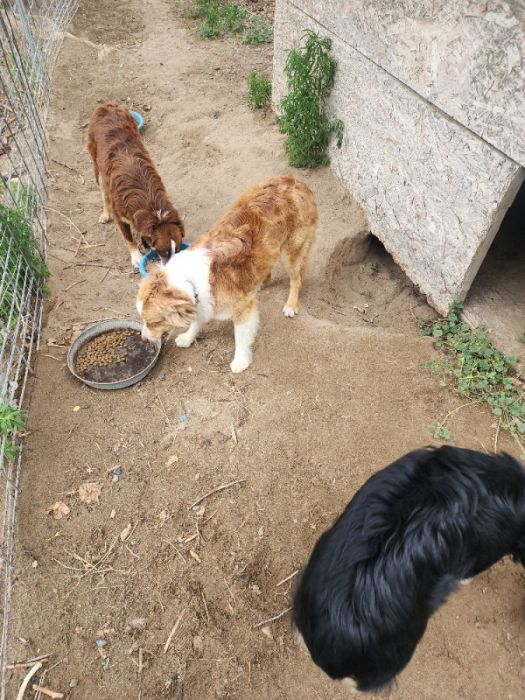 Aussies. 3 free female&#039;s 