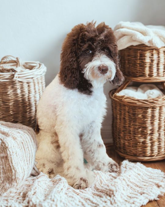 AKC Mini &amp; Moyen Poodle Puppies 