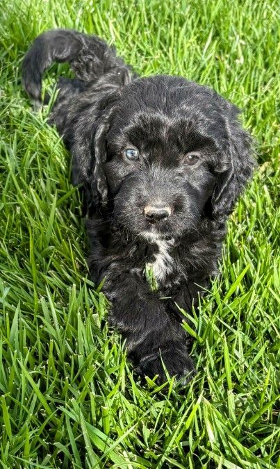 Mini Aussiedoodles, Miniature Aussiedoodles