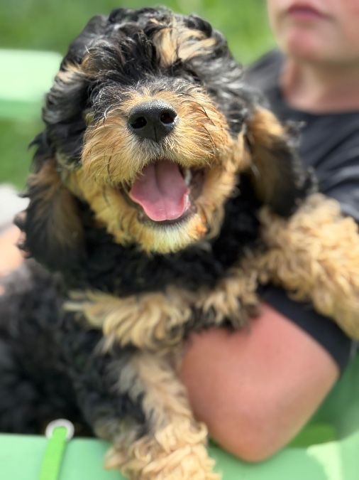 Darling Cavapoo Puppies are Ready for homing
