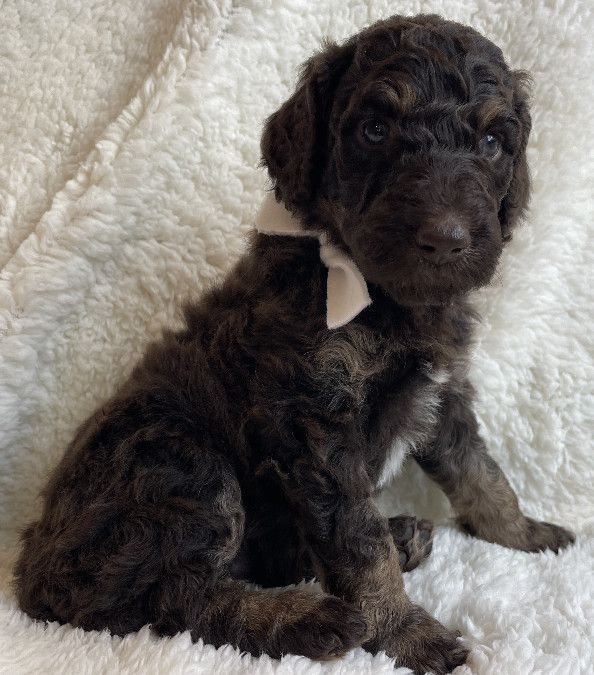 Princess - $2,000