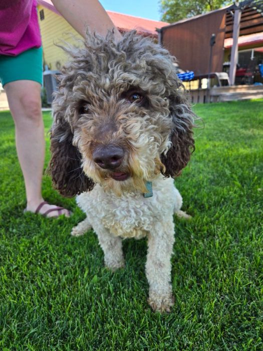 Spanish Water Dog Hypoallergenic