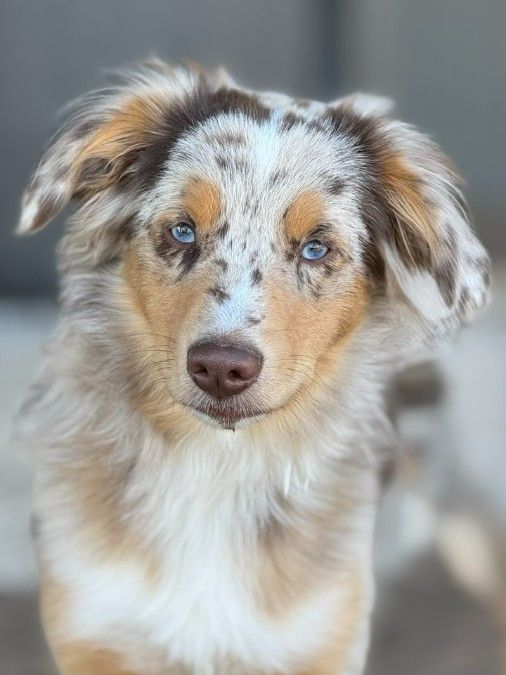 Mini Aussie