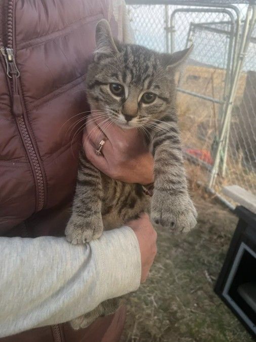 Highlander/Manx kitten