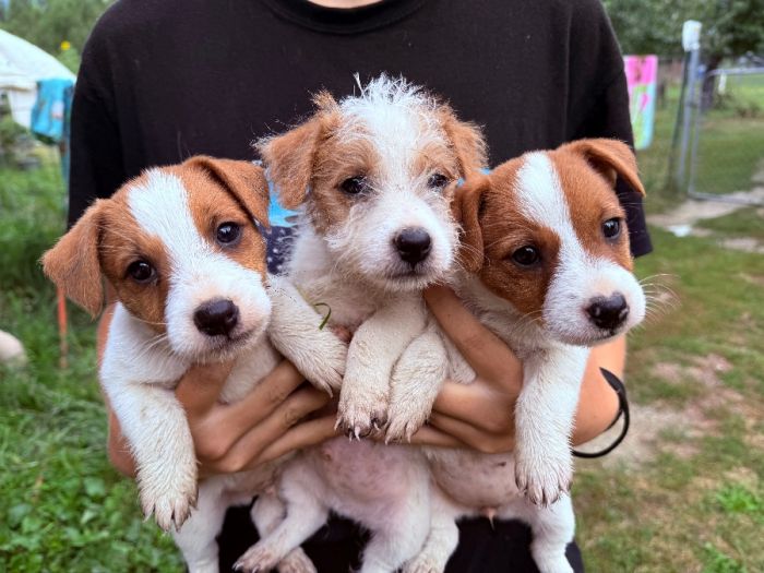 Jack Russell puppies