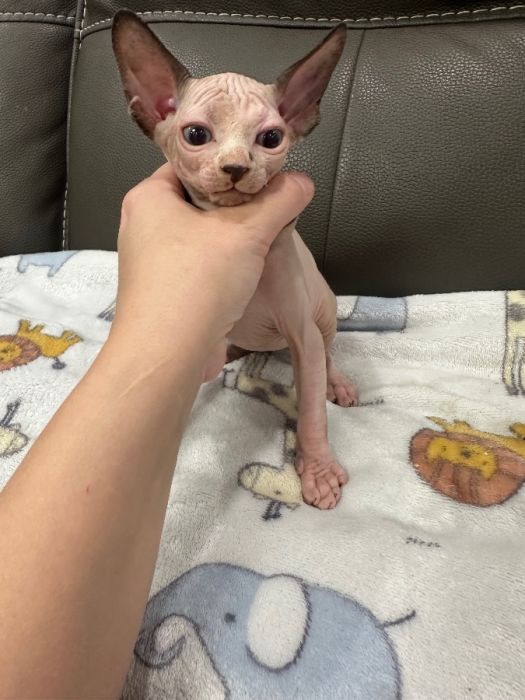 Sphynx kittens 