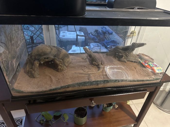 Bearded dragon