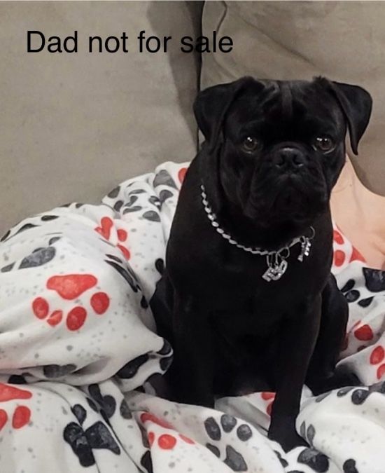 Dad to pups not for sale 