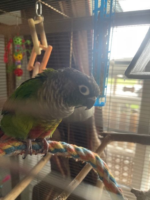Green Check Conure and cage