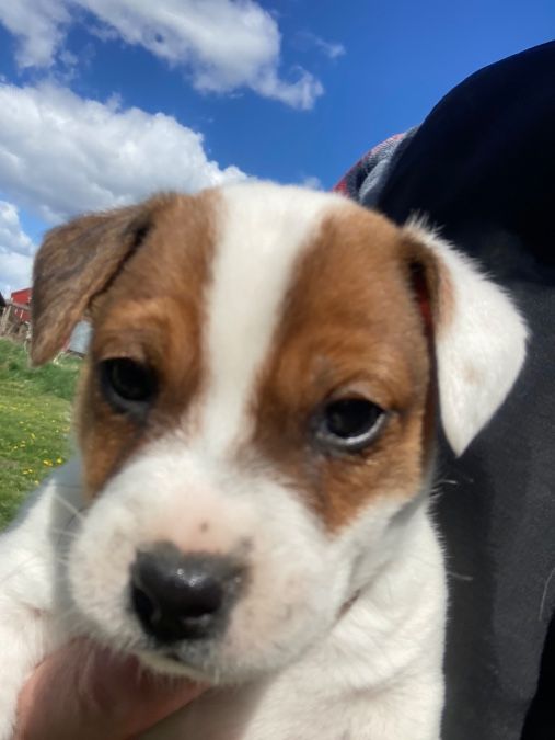 Registered CKC Jack Russell Terrier Puppies