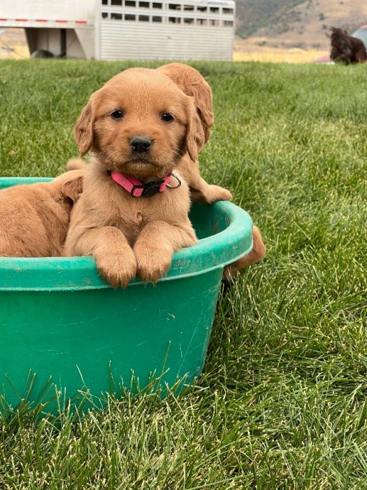 AKC GOLDEN Retriever Puppies!