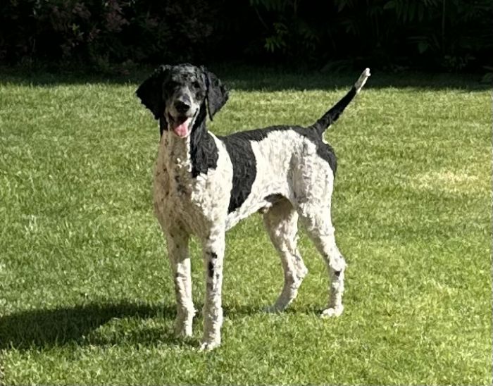 &quot;ACE&quot; - AKC STANDARD POODLE