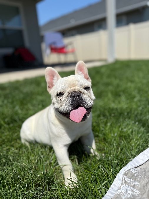 CREAM MALE FRENCH BULLDOG