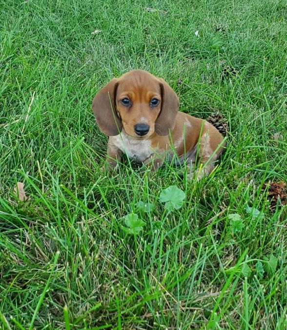 Red & white Piebald Male 