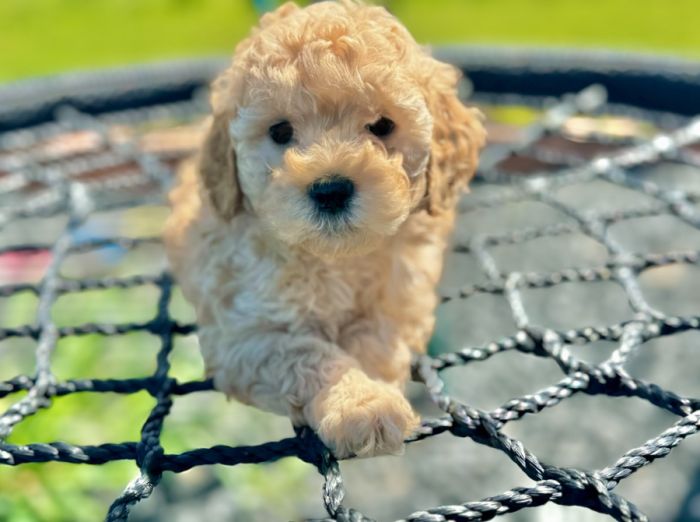 Summer Break Sale! - Mini Goldendoodle Puppies!