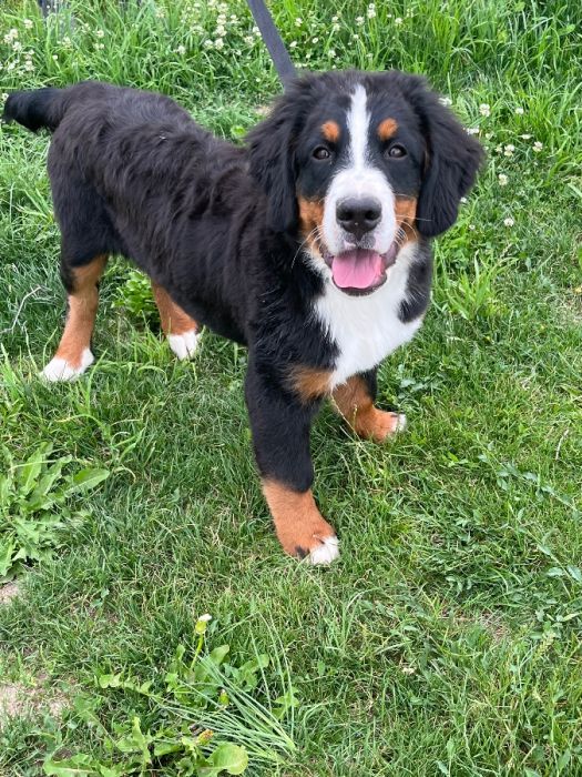 AKC Bernese