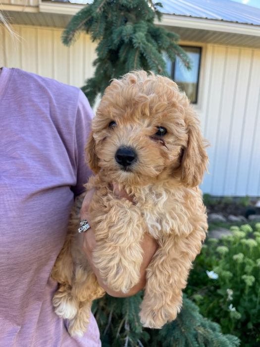 Cavapoo Puppies
