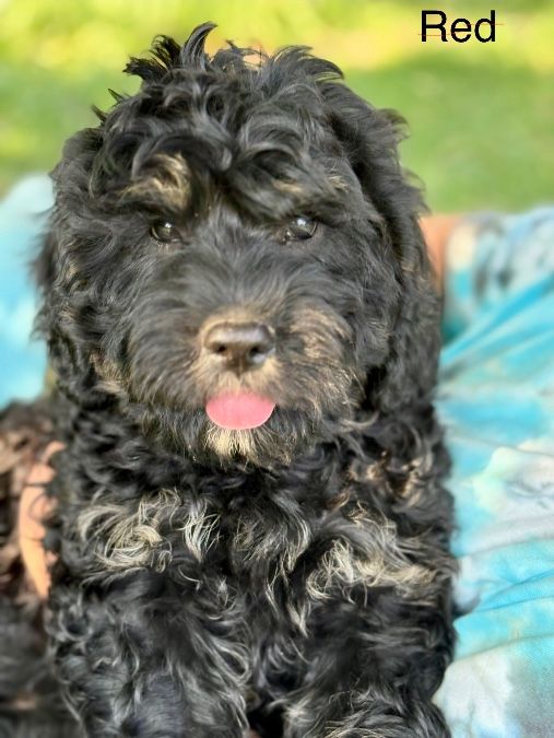 Loper the Cavapoo