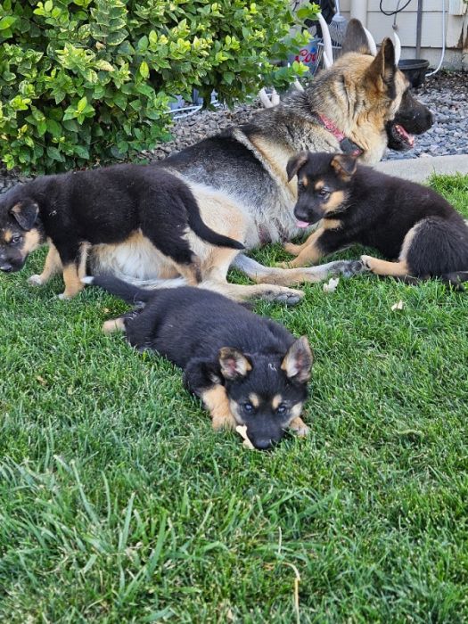 Puppies