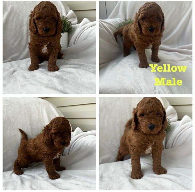 Yellow puppy