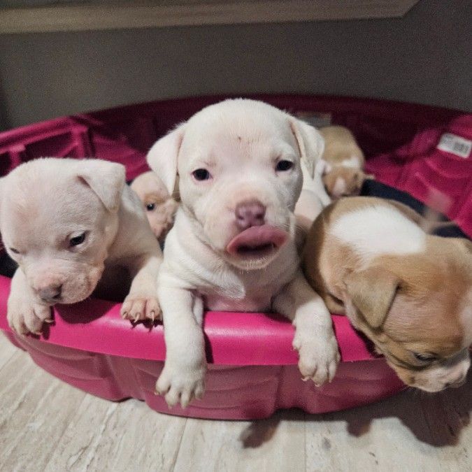 American Bully Puppies ABKC registered 