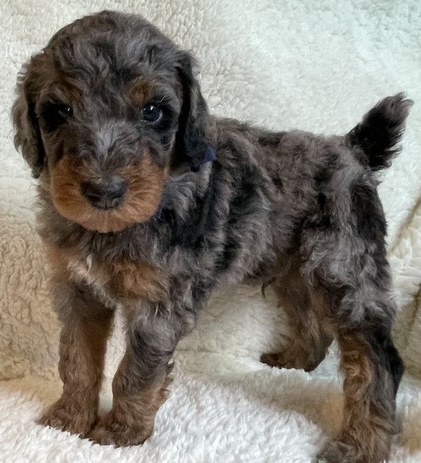 Winston - $2,000